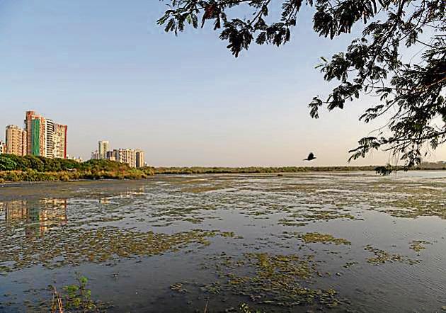 The Talave wetland is a treasure house for bird lovers(HT PHOTO) The Talave wetland is a treasure house for bird lovers(HT PHOTO)