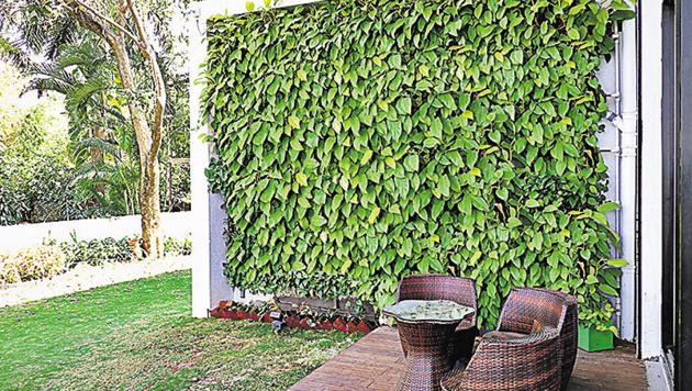 A vertical garden is energy efficiency and creates wind protection during winter months .(Shankar Narayan/HT Photo)