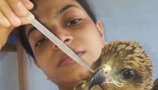 A kite which was dehydrated being nursed back to health.(PAWS) A kite which was dehydrated being nursed back to health.(PAWS)