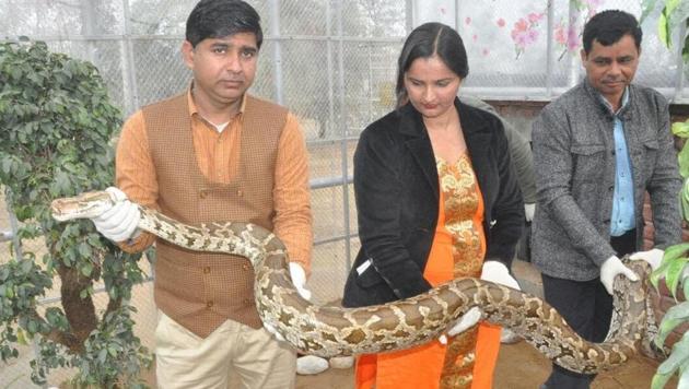 The 14-year-old male python has recovered but since pneumonia is highly contagious in reptiles, he will be kept at the Rohtak Zoo for another month before he is released in the wild.