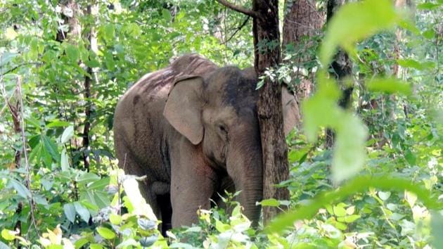 Jharkhand along with Chhattisgarh and Odisha is home to 10% of the country’s elephant population.(HT File Photo) Jharkhand along with Chhattisgarh and Odisha is home to 10% of the country’s elephant population.(HT File Photo)