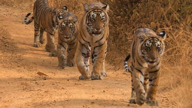 Lightning is the granddaughter of India’s most iconic and endearing big cat, Machhli, which died of old age in 2016.(HT File)