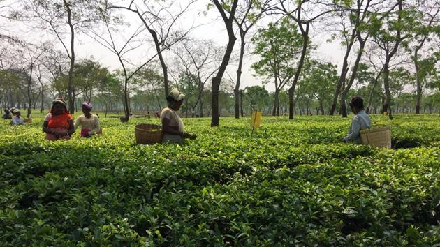 Women workers pluck tea leaves at Doyang Tea Estate in Assam’s Golaghat district.(Sadiq Naqvi/HT Photo)