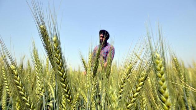 A farmer checking wheat crop at a village near Jalandhar. Even as the procurement began officially on Sunday, wheat will start arriving in the mandis by the second week of April.(Pardeep Pandit/HT) A farmer checking wheat crop at a village near Jalandhar. Even as the procurement began officially on Sunday, wheat will start arriving in the mandis by the second week of April.(Pardeep Pandit/HT)