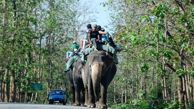 Five sal trees were illegally chopped inside Corbett in 2015.(HT Photo)