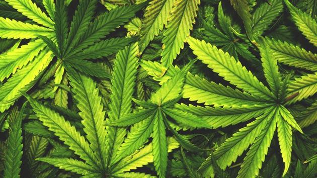 Pot can relieve chronic pain in adults, so advocates for liberalizing marijuana laws have proposed it as a lower-risk alternative to opioids.(Shutterstock) Pot can relieve chronic pain in adults, so advocates for liberalizing marijuana laws have proposed it as a lower-risk alternative to opioids.(Shutterstock)