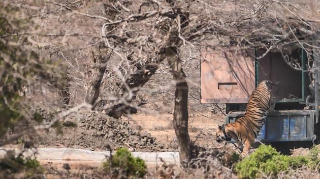 Tiger RT-91 being released into the Mukundra park in Kota on Tuesday.(HT Photo)