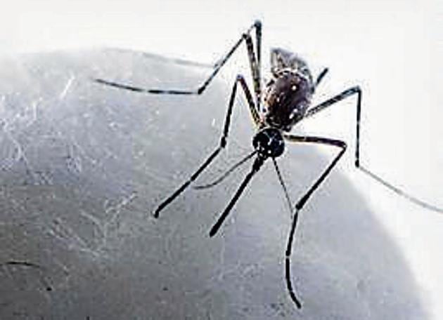 The aedes aegypti mosquito that spreads dengue and chikungunya. The BMC is looking to identify and stop the breeding of the mosquitoes, as cases of dengue rise in Mumbai.(Satish Bate/HT PHOTO)