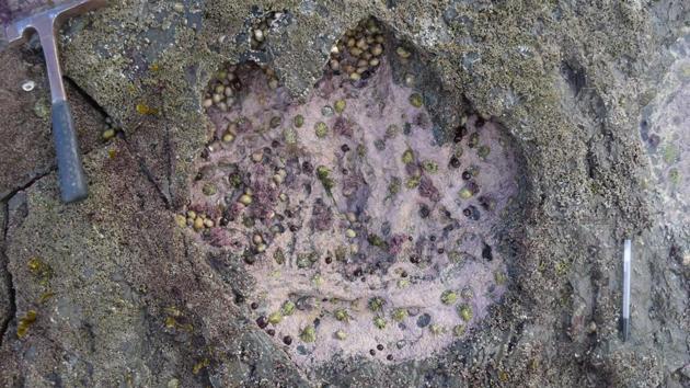 Dozens of newly discovered giant dinosaur footprints on a Scottish island are helping to shed light on the Jurassic reptiles’ evolution.(REUTERS)