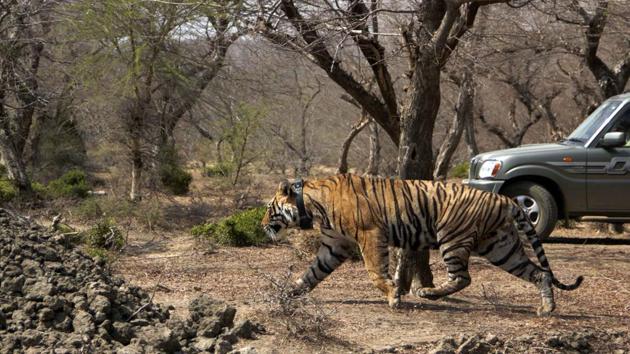 RT-91, the first tiger translocated to Mukundra park in Kota on Tuesday. (HT Photo) RT-91, the first tiger translocated to Mukundra park in Kota on Tuesday. (HT Photo)