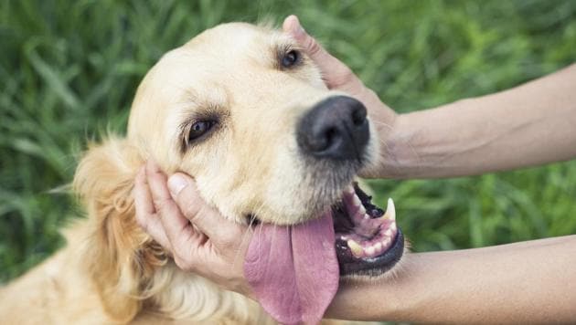 Jet Airways will become the third airline in the country with a facility to transfer pets as cargo.(Shutterstock)