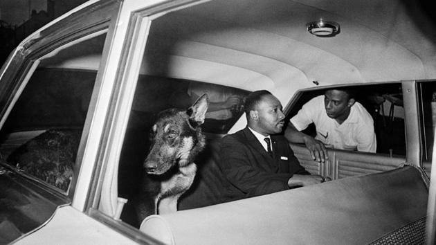 Martin Luther King Jr. speaks to Andrew Young as he rides in the back seat of a police car with a police dog, being returned to jail in St. Augustine, Florida on June 12, 1964 . King was arrested two days prior during a sit in at the Monson Motor Lodge where he challenged the segregation of patrons in the restaurant. (AP File) Martin Luther King Jr. speaks to Andrew Young as he rides in the back seat of a police car with a police dog, being returned to jail in St. Augustine, Florida on June 12, 1964 . King was arrested two days prior during a sit in at the Monson Motor Lodge where he challenged the segregation of patrons in the restaurant. (AP File)
