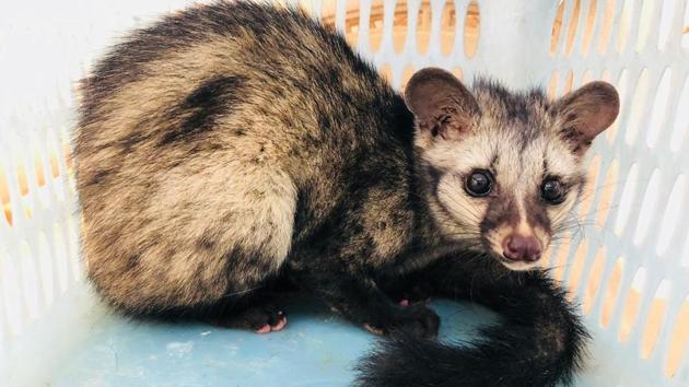 The Gurgaon wildlife department team rescued a two-year-old Asian civet cat from Gadoli village on Sunday.