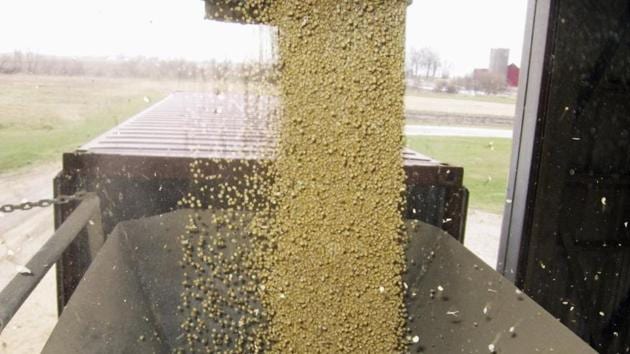 Soybeans pour into a converted consumer goods container at Elburn Coop's Maple Park, Illinois facility for export to China.(Reuters File Photo)