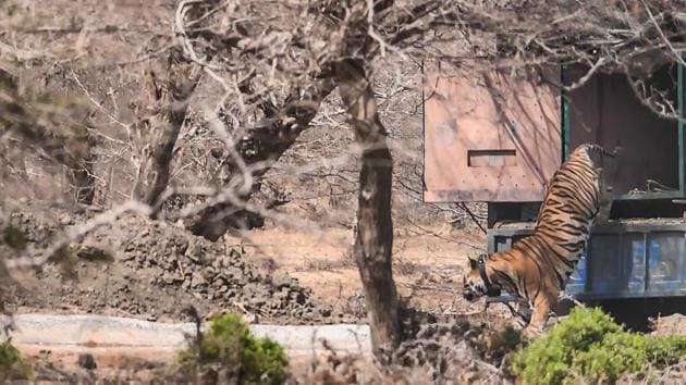 The three-and-a-half-year-old tiger, RT-91, which was recently translocated from Ranthambore National Park to Mukundra Hills Tiger Reserve.(HT Photo)