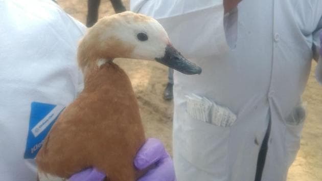 The bird had injured itself after it got stuck in the wire near Najafgarh Lake on Wednesday night.