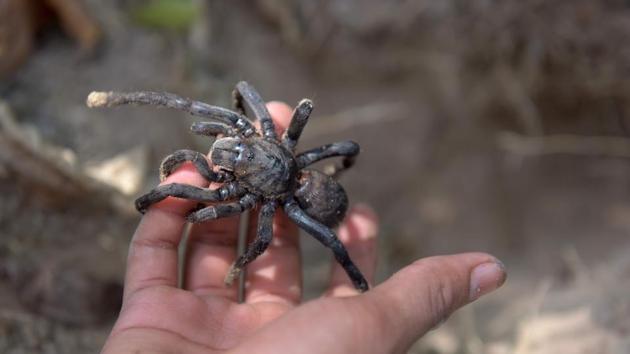A Cambodian woman catches a live tarantula from a burrow at Skun town in Kampong Cham province. (AFP) A Cambodian woman catches a live tarantula from a burrow at Skun town in Kampong Cham province. (AFP)