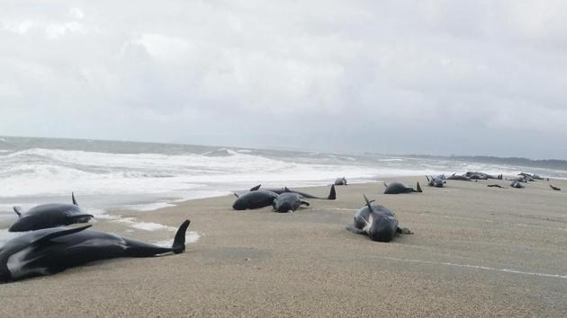 Beached pilot whales in Haast, west coast of New Zealand's South Island. Early Thursday, April 5, 2018, 38 whales were found stranded at the mouth of the Okuru river, just south of Haast. (New Zealand Department of Conservation via AP)