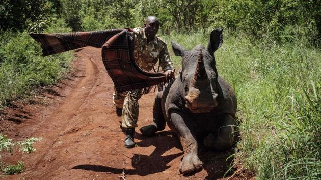 A ranger of Kenya Wildlife Services (KWS) tries to cover the eyes of 2.5-year-old female Southern white rhino, Elia, to calm her down after being shot a tranquillizer during a rhino ear notching exercise for identification at Meru National Park, Kenya. (Yasuyoshi Chiba / AFP)