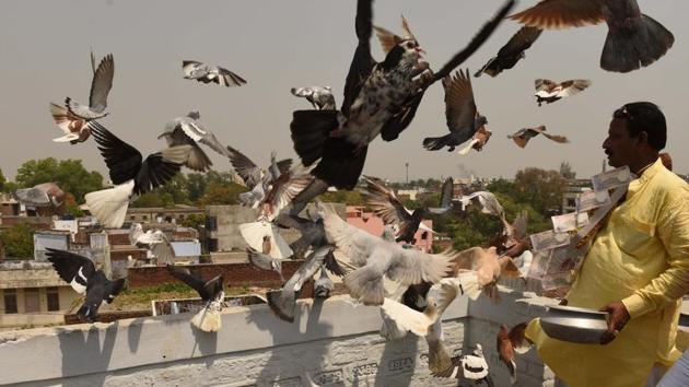 Within kabootar bazi one finds various contests. There is ‘Ladaiya’, a game of luring the opponent’s birds from a distance; ‘Hakaiya’, which is a race between two pigeon parties and ‘Daud’, a timed individual race. Each comes with its own skill on the trainer’s part and has pigeon species preferred for it. (Subhankar Chakraborty / HT Photo) Within kabootar bazi one finds various contests. There is ‘Ladaiya’, a game of luring the opponent’s birds from a distance; ‘Hakaiya’, which is a race between two pigeon parties and ‘Daud’, a timed individual race. Each comes with its own skill on the trainer’s part and has pigeon species preferred for it. (Subhankar Chakraborty / HT Photo)
