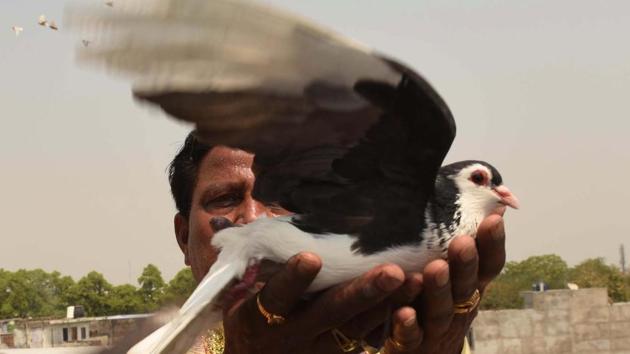 A sport that harkens to older times, a joy for kabootar bazi has been a family heirloom. Sahu says he keeps around 1,400 birds in his collection which includes top varieties like the ‘Jangla’, ‘Lalband’, ‘Sirji’, ‘Zard’ and ‘Sendhey’ among others. (Subhankar Chakraborty / HT Photo) A sport that harkens to older times, a joy for kabootar bazi has been a family heirloom. Sahu says he keeps around 1,400 birds in his collection which includes top varieties like the ‘Jangla’, ‘Lalband’, ‘Sirji’, ‘Zard’ and ‘Sendhey’ among others. (Subhankar Chakraborty / HT Photo)