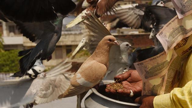 As with all athletes, the pigeons also maintain a special diet. They’re fed an assortment of cashews, raisins, milk poppy seeds and chironji seeds along with a supplement of herbs to keep them in top shape. (Subhankar Chakraborty / HT Photo) As with all athletes, the pigeons also maintain a special diet. They’re fed an assortment of cashews, raisins, milk poppy seeds and chironji seeds along with a supplement of herbs to keep them in top shape. (Subhankar Chakraborty / HT Photo)