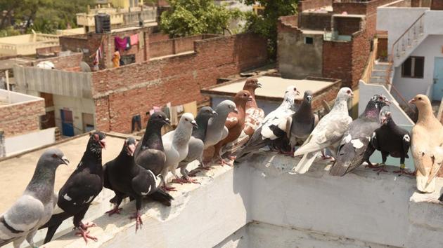 With each species of pigeon demanding its own care, Sahu admits that maintain such a large flock can get difficult. But a passion for the sport’s maintenance and revival makes the job worthwhile. No harm done to the birds in the contests, he goes as far as calling kabootar bazi better than even football or cricket. (Subhankar Chakraborty / HT Photo) With each species of pigeon demanding its own care, Sahu admits that maintain such a large flock can get difficult. But a passion for the sport’s maintenance and revival makes the job worthwhile. No harm done to the birds in the contests, he goes as far as calling kabootar bazi better than even football or cricket. (Subhankar Chakraborty / HT Photo)