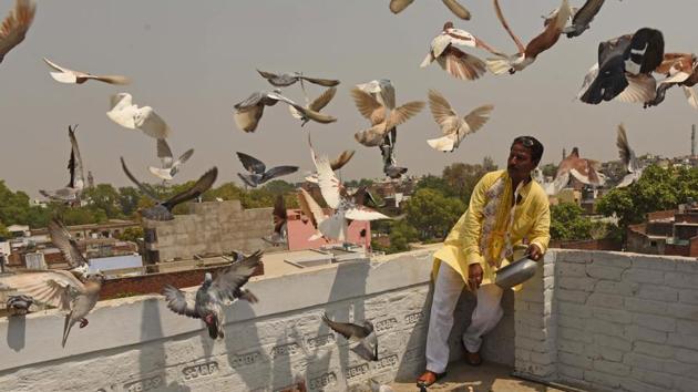 Birder Ram Krishna Sahu’s pigeons take flight during a kabootar bazi (pigeon sporting) demonstration at Sarai Mali Khan in Lucknow’s Old City. While takers for this once popular spectator sport have diminished, enthusiasts like Sahu are poised to carry on this tradition maintained in his family for over 90 years. (Subhankar Chakraborty / HT Photo) Birder Ram Krishna Sahu’s pigeons take flight during a kabootar bazi (pigeon sporting) demonstration at Sarai Mali Khan in Lucknow’s Old City. While takers for this once popular spectator sport have diminished, enthusiasts like Sahu are poised to carry on this tradition maintained in his family for over 90 years. (Subhankar Chakraborty / HT Photo)