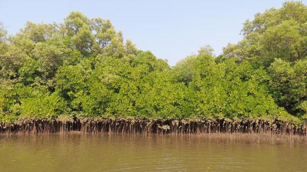Mangrove ecosystem is found along water bodies such as sea, creeks, estuaries, lagoons. (ht file)