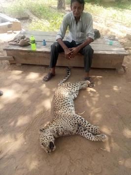 A two-year-old female leopard was stoned to death by villagers in Jaipur’s Shahpura on Sunday.(HT Photo.)
