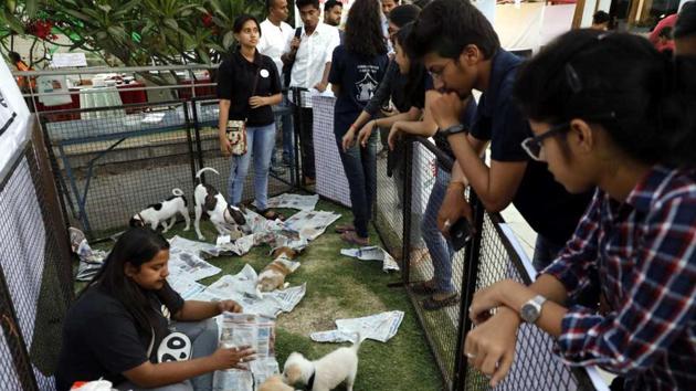 PetYo is an all?round platform for pet?lovers to help them through the adoption process.(Rahul Raut/HT PHOTO)