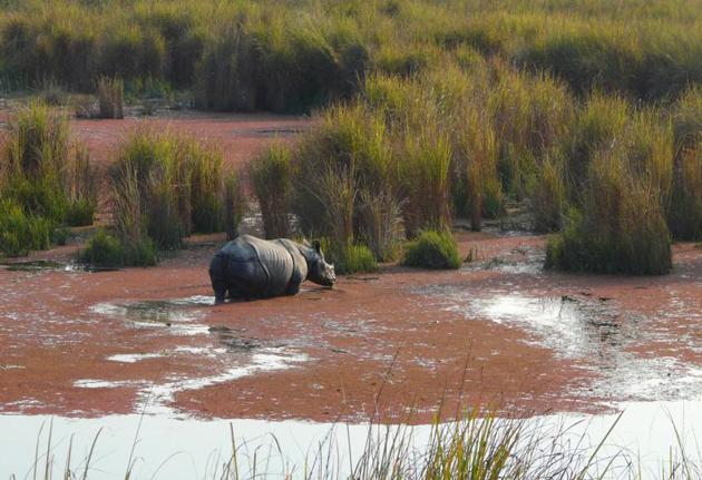 A Rhino in Dhudwa National Park. (File Photo) A Rhino in Dhudwa National Park. (File Photo)