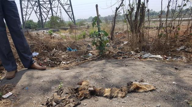 The jackal’s carcass was completely crushed under vehicles passing by the Eastern Express Highway since Sunday morning.(HT)