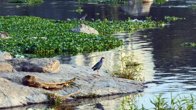 Birds seen on the polluted Mula-Mutha rivers at Dr Salim Ali Bird Sanctuary.(HT File Photo)