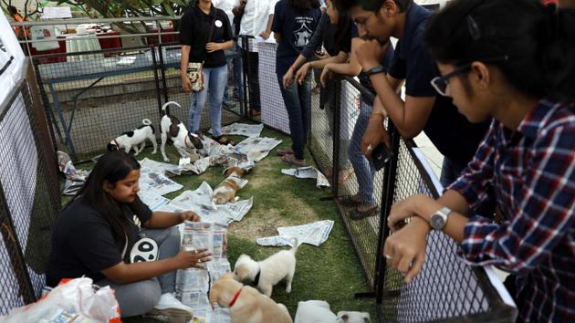 PetYo is an all­ round platform for pet ­lovers to help them through the adoption process. (RAHUL RAUT/HT PHOTO)