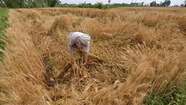 A farmer, Sukhwinder Singh, checking his wheat crop at Talhan village on the out skirts of Jalandhar on Monday. (Pardeep Pandit/HT) A farmer, Sukhwinder Singh, checking his wheat crop at Talhan village on the out skirts of Jalandhar on Monday. (Pardeep Pandit/HT)