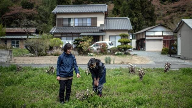 One of the seven nationally registered washi technicians, Uchimura (R) is seen checking a chopped kozo bush with her assistant Harumi Nakano near her washi making workshop at Uchimura Kobo. Washi was inscribed on UNESCO’s intangible cultural heritage list in 2014, implying that the heritage could disappear without special efforts to retain the technique. (Carl Court / Getty Images)