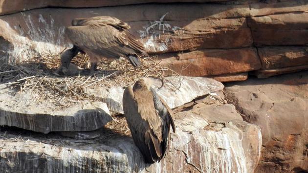 vulture species in Chambal river valley of Kota. (A.H.Zaidi?HT PHOTO) vulture species in Chambal river valley of Kota. (A.H.Zaidi?HT PHOTO)