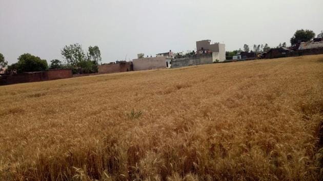 The wheat crop is ready to be harvested in the Terai region, but the sudden rains have delayed the process.(HT Photo) The wheat crop is ready to be harvested in the Terai region, but the sudden rains have delayed the process.(HT Photo)