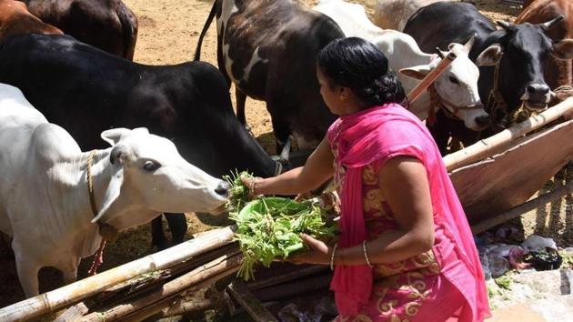 India on Friday banned imports of the hormone oxytocin to stop its misuse in the livestock industry. (HT File Photo) India on Friday banned imports of the hormone oxytocin to stop its misuse in the livestock industry. (HT File Photo)