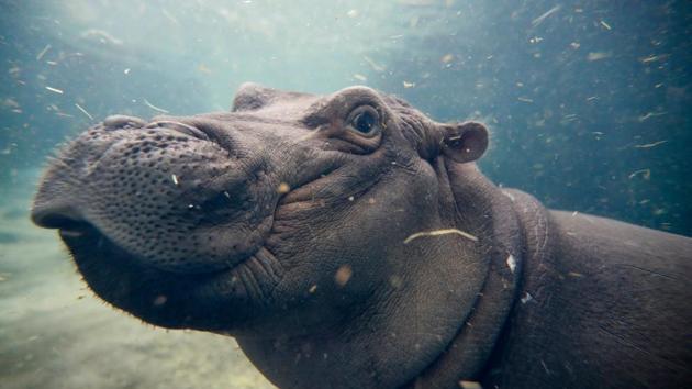 Fiona, a Nile hippopotamus plays in her enclosure at the Cincinnati Zoo & Botanical Garden.(AP)