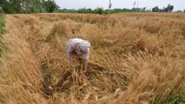 The rains, which lashed the two states on Monday too, have increased the worries of wheat farmers as heavy showers are harmful for ripening wheat crop.(HT FIle)