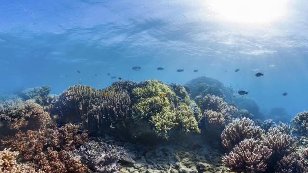 Coral reefs in Lizard Island, Australia.(AP Photo)
