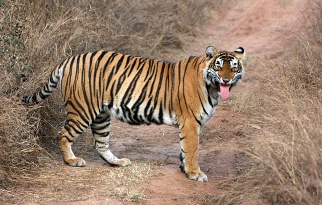 The Sariska tiger, ST-5 went missing since more than a month and half from the reserve in Rajasthan.(File Photo/HT.)