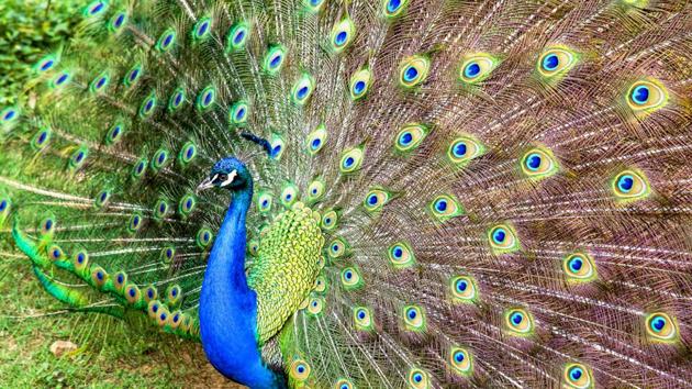 Peacocks attract their mates by showing off their blue-green feathers. (Shutterstock) Peacocks attract their mates by showing off their blue-green feathers. (Shutterstock)