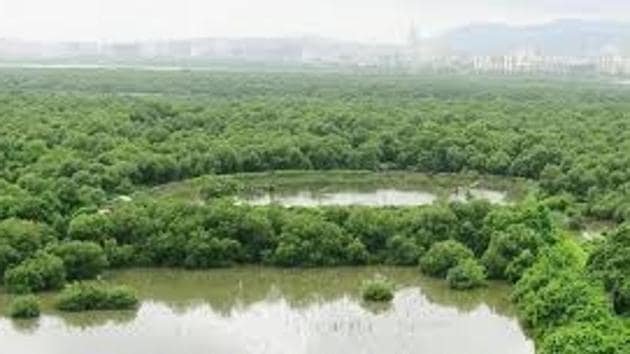 According to non-profit Mangrove Society of India (MSI), intertidal regions are in high demand as they can be potential hotspots for construction and infrastructure development.(FILE)