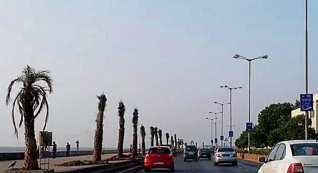 Date palm trees dotting the Worli sea face.(HT Photo)