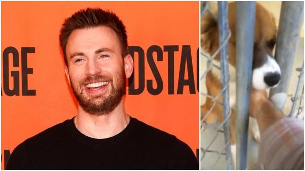 Chris Evans fell in love at fist sight with Dodger.