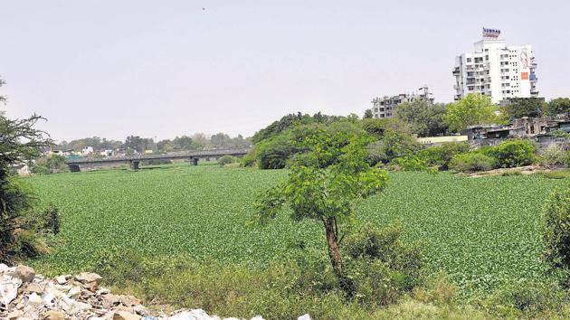 Residents furious as uncontrolled growth of water hyacinth on the Mula river is becoming a breeding spot for mosquitoes in Mamtanagar, Sanghvi area in Pune.(HT PHOTO) Residents furious as uncontrolled growth of water hyacinth on the Mula river is becoming a breeding spot for mosquitoes in Mamtanagar, Sanghvi area in Pune.(HT PHOTO)