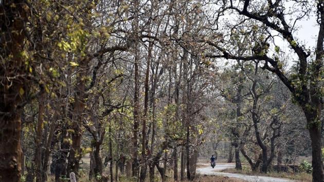 Mahua, or Madhuca longifolia trees at Dantewada district in Chhattisgarh. This tropical tree is found largely in the central and north Indian plains and forests. Cultivated in warm and humid regions for its seeds, flower and wood, the Mahua tree hold a position of reverence. Its wood for instance, is considered holy for pyres among the Koyas. (Sanchit Khanna / HT Photo)